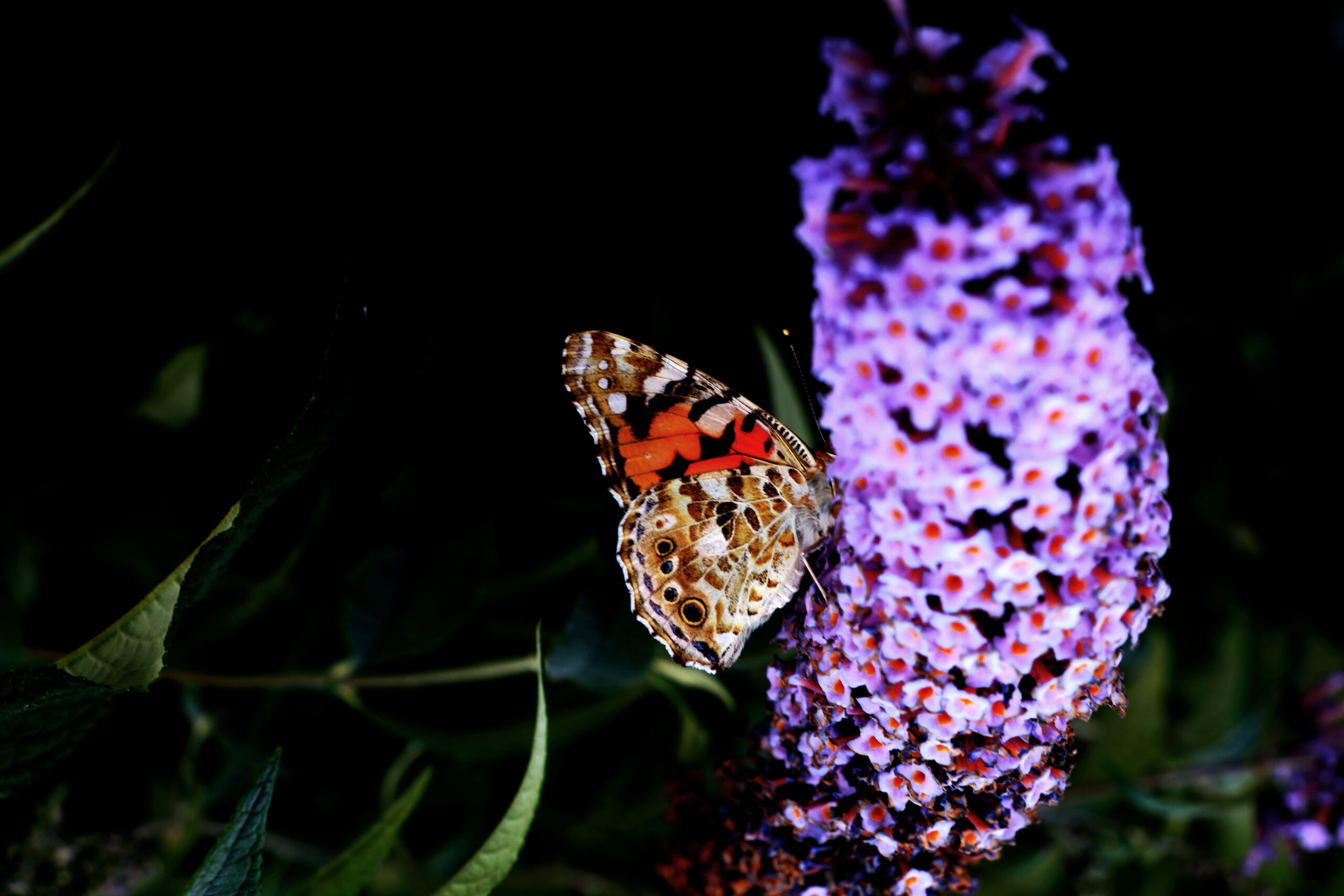 butterfly photo
