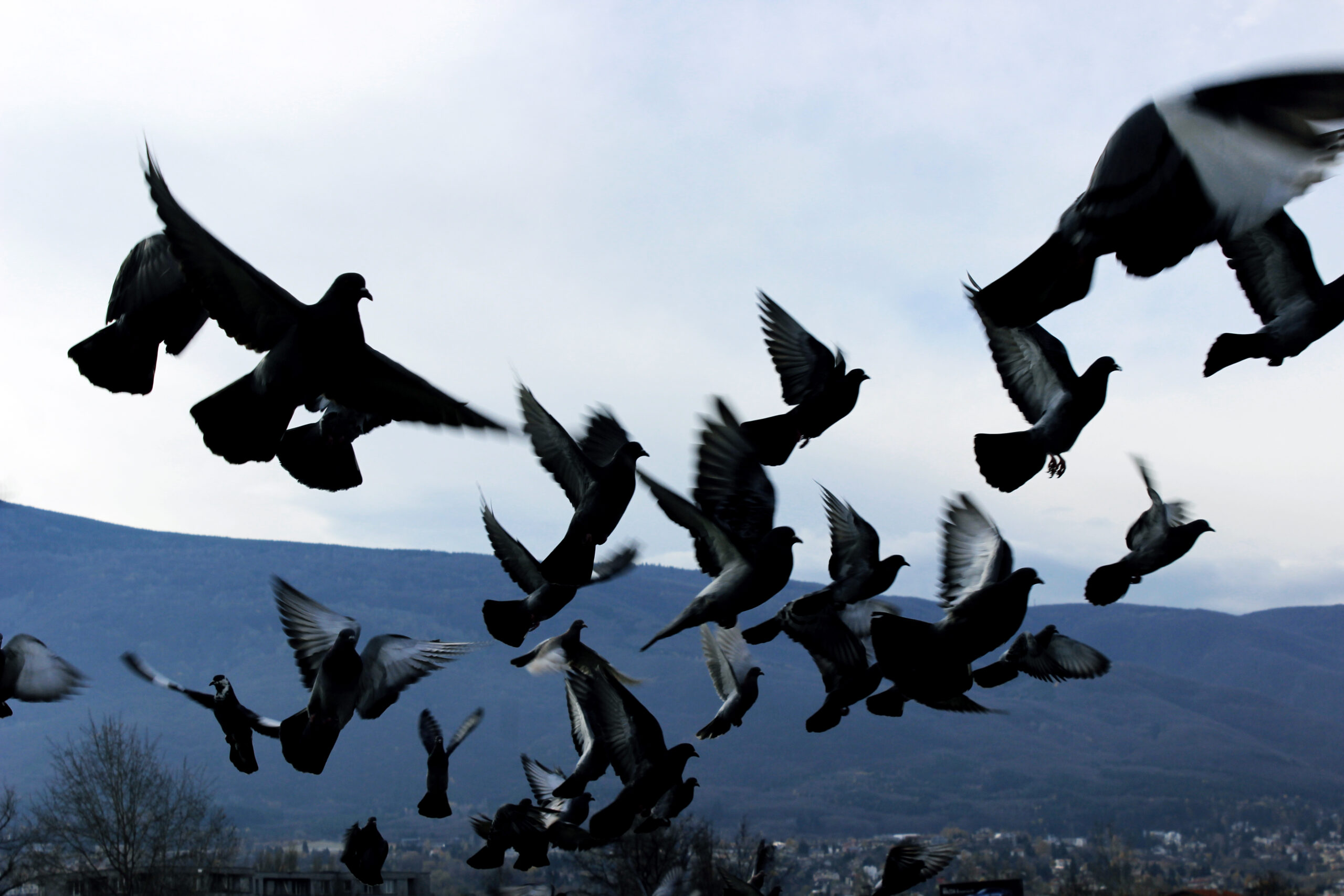 birds